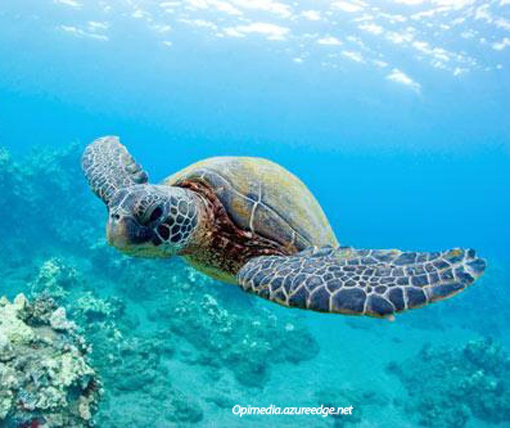 Celebrating Earth Day 2020