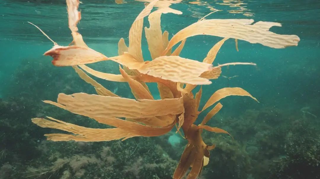 World Oceans Day is a Reminder of the Greater Good